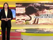 India: First successful ostrich breeding in Ramniwas Bagh Zoo, Rajasthan