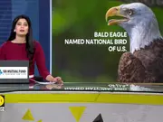 Bald Eagle Officially Declared U.S. National Bird
