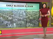 Spain's almond trees bloom 18 days early