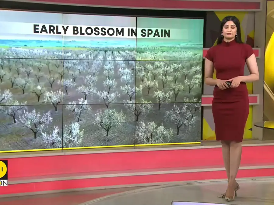 Spain's almond trees bloom 18 days early
