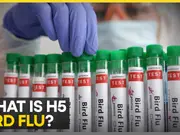 US: Bird flu kills 20 big cats