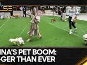 China’s pet healthcare demand skyrockets