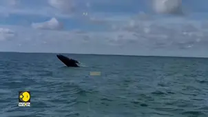 Whales sing after a good meal: Study
