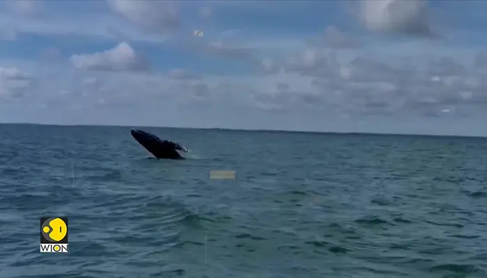 Whales News Latest Whales News Breaking Whales News Whales News whales-news-latest-whales-news-breaking-whales-news-whales-news