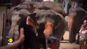 Spurt in human-elephant conflicts in Sri Lanka