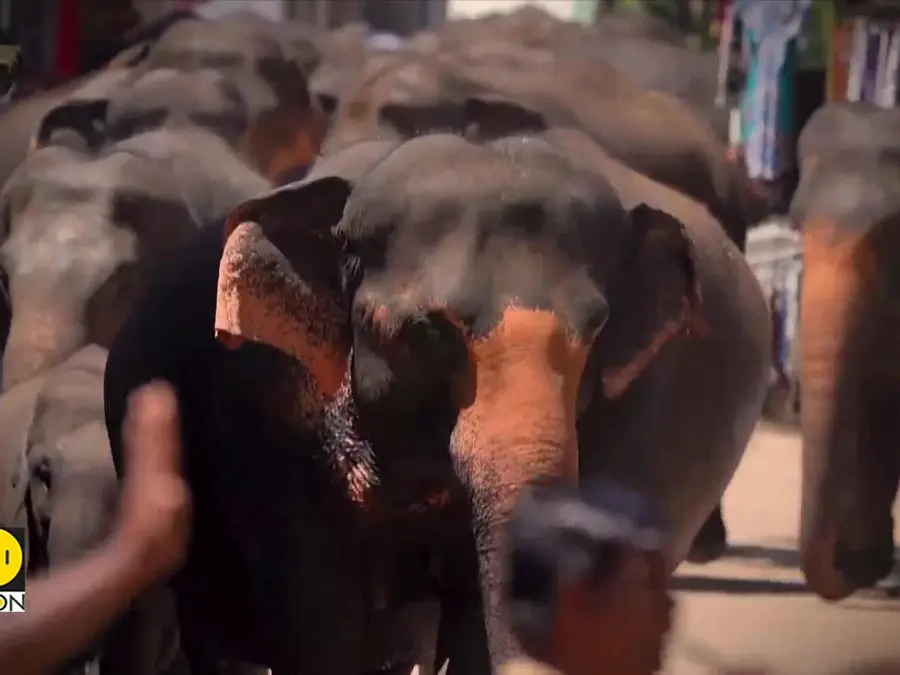 Spurt in human-elephant conflicts in Sri Lanka