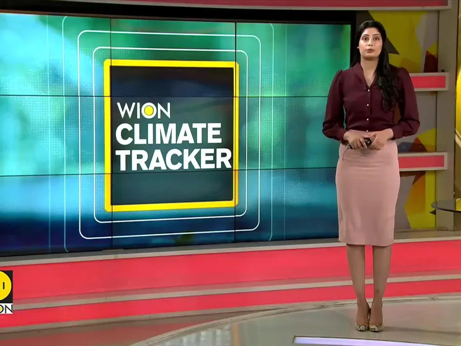 Arabian sea humpback whale found dead in Oman