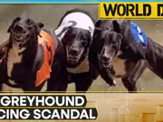 UK greyhound racing scandal: Illegal use of human 'birth control pills'