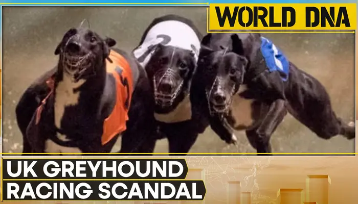 UK greyhound racing scandal: Illegal use of human 'birth control pills'