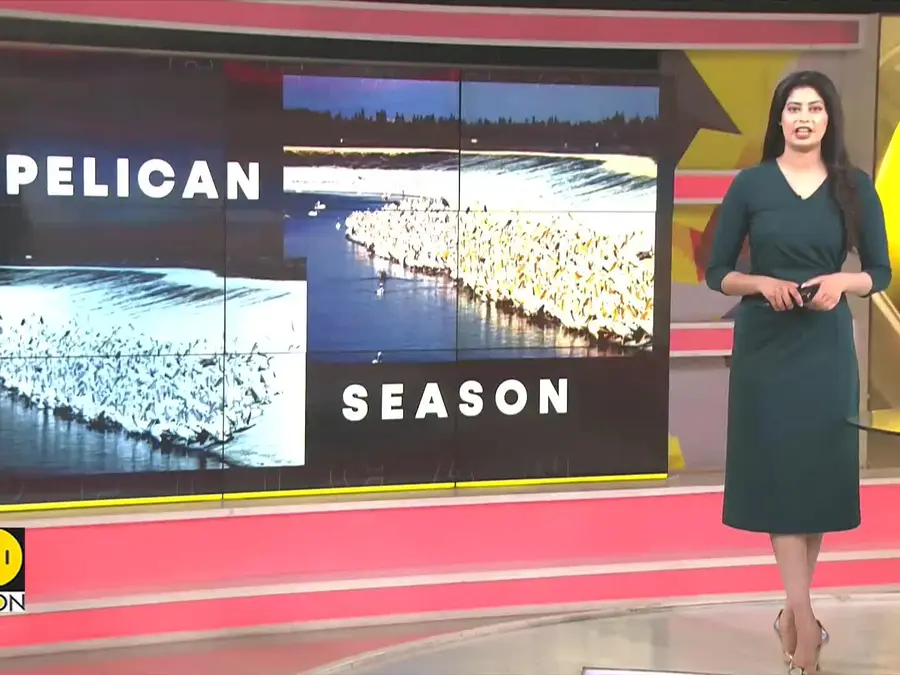 Pelican migration brings economic benefits to Petatan