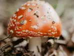 Are Mushrooms Veg or Non-Veg?