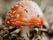 Are Mushrooms Veg or Non-Veg?