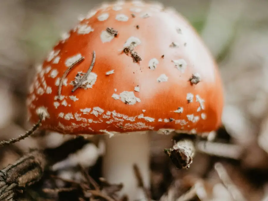 Are Mushrooms Veg or Non-Veg?