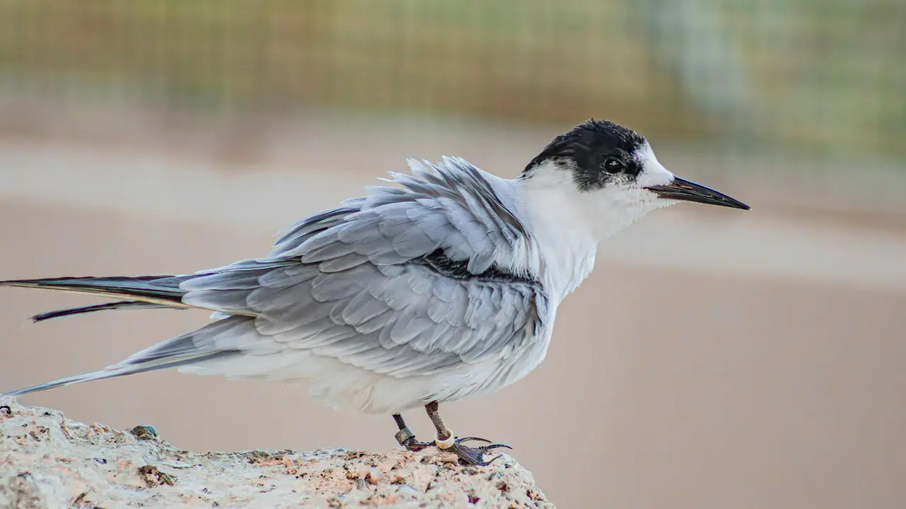 Sooty Tern