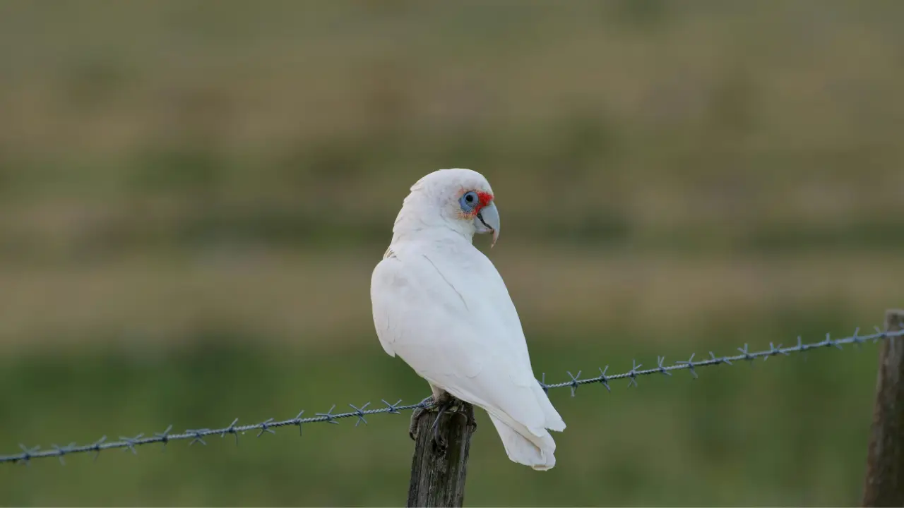 Cockatoos
