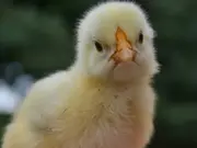 India: Man dies after swallowing live chick in suspected occult ritual; bird recovered alive