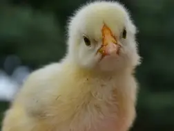 India: Man dies after swallowing live chick in suspected occult ritual; bird recovered alive