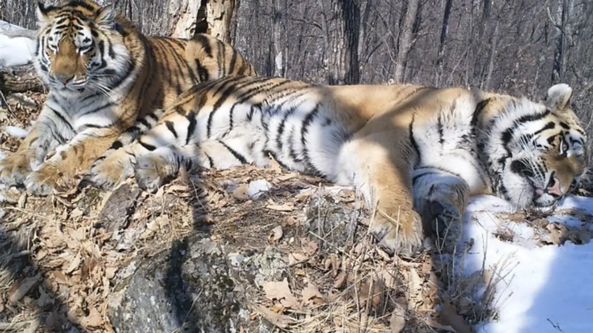 Siberian tiger crosses 200-km stretch of Russian forest to meet former mate