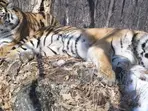 Siberian tiger crosses 200-km stretch of Russian forest to meet former mate