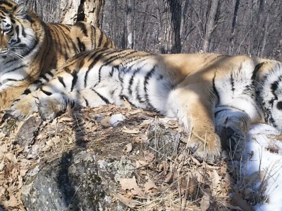 Siberian tiger crosses 200-km stretch of Russian forest to meet former mate