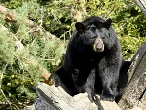 Virginia man dies after bear in tree shot by his partner falls on him