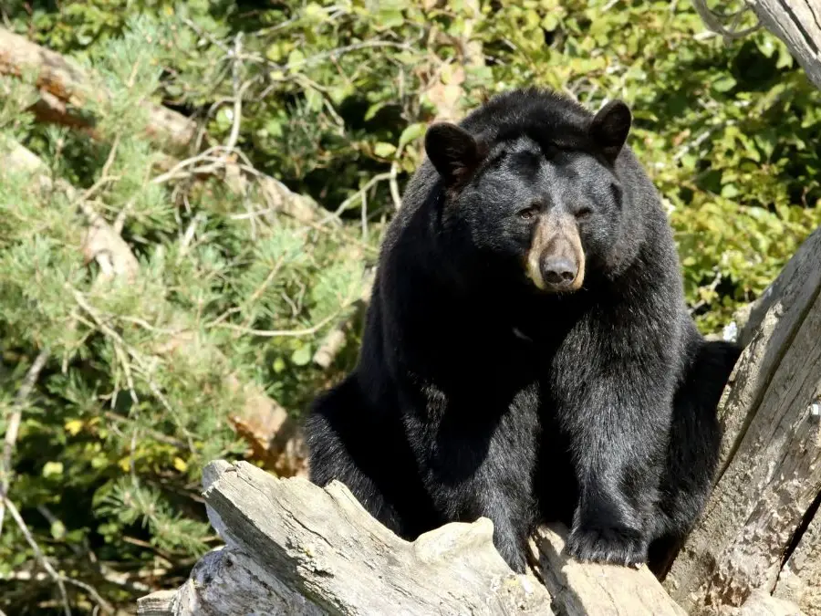 Virginia man dies after bear in tree shot by his partner falls on him