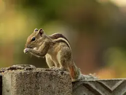 Squirrels hunt and eat voles, pull their flesh from torso, claim researchers