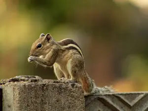 Squirrels hunt and eat voles, pull their flesh from torso, claim researchers