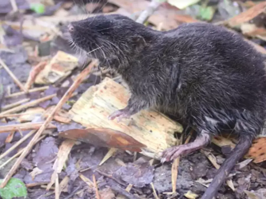 Mouse that can swim, fish with giant swollen nose: 27 strange species discovered in Peru