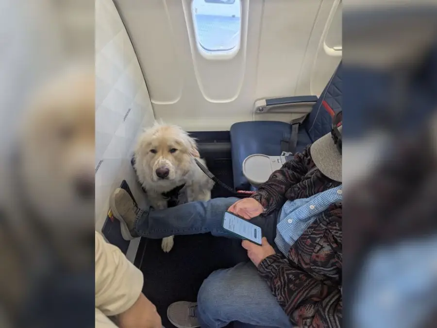 American Delta Airlines passenger shares 'ruff' story after getting bumped for a dog. Here's what happened