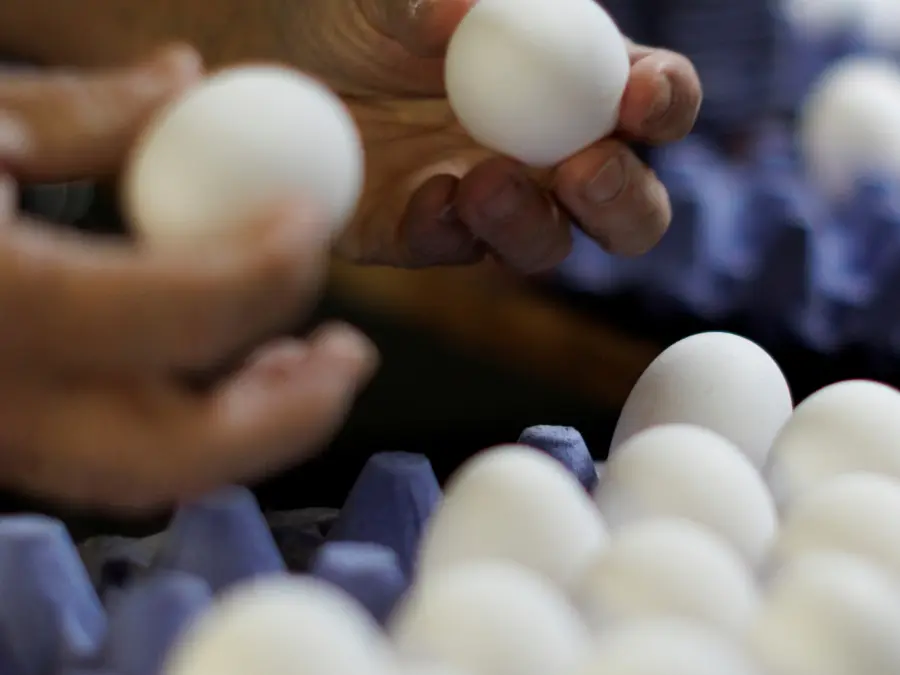 Bird flu crisis in US drives egg prices to an all-time high