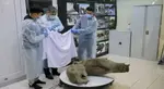 'Best preserved' mammoth carcass discovered in Siberia