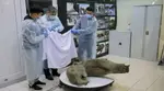 'Best preserved' mammoth carcass discovered in Siberia