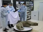 'Best preserved' mammoth carcass discovered in Siberia
