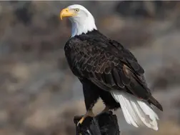 Bald Eagle declared US national bird as Biden enacts 50 new laws