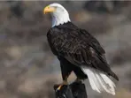 Bald Eagle declared US national bird as Biden enacts 50 new laws