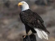Bald Eagle declared US national bird as Biden enacts 50 new laws