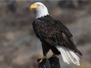 Bald Eagle declared US national bird as Biden enacts 50 new laws