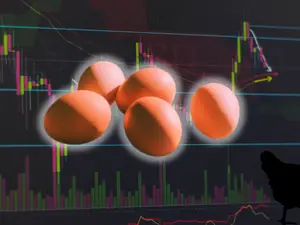 Around 100,000 eggs worth $40,000 stolen in US amid national egg shortage