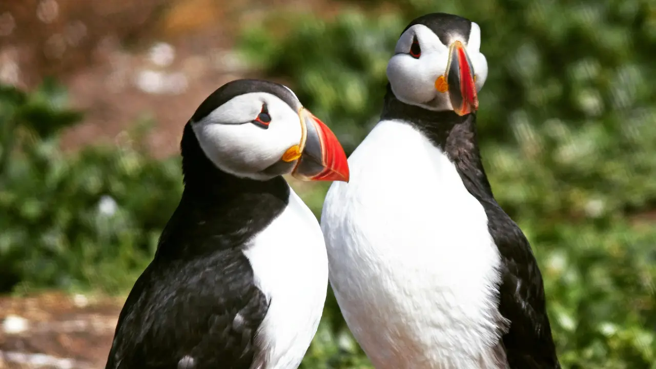 Atlantic Puffin