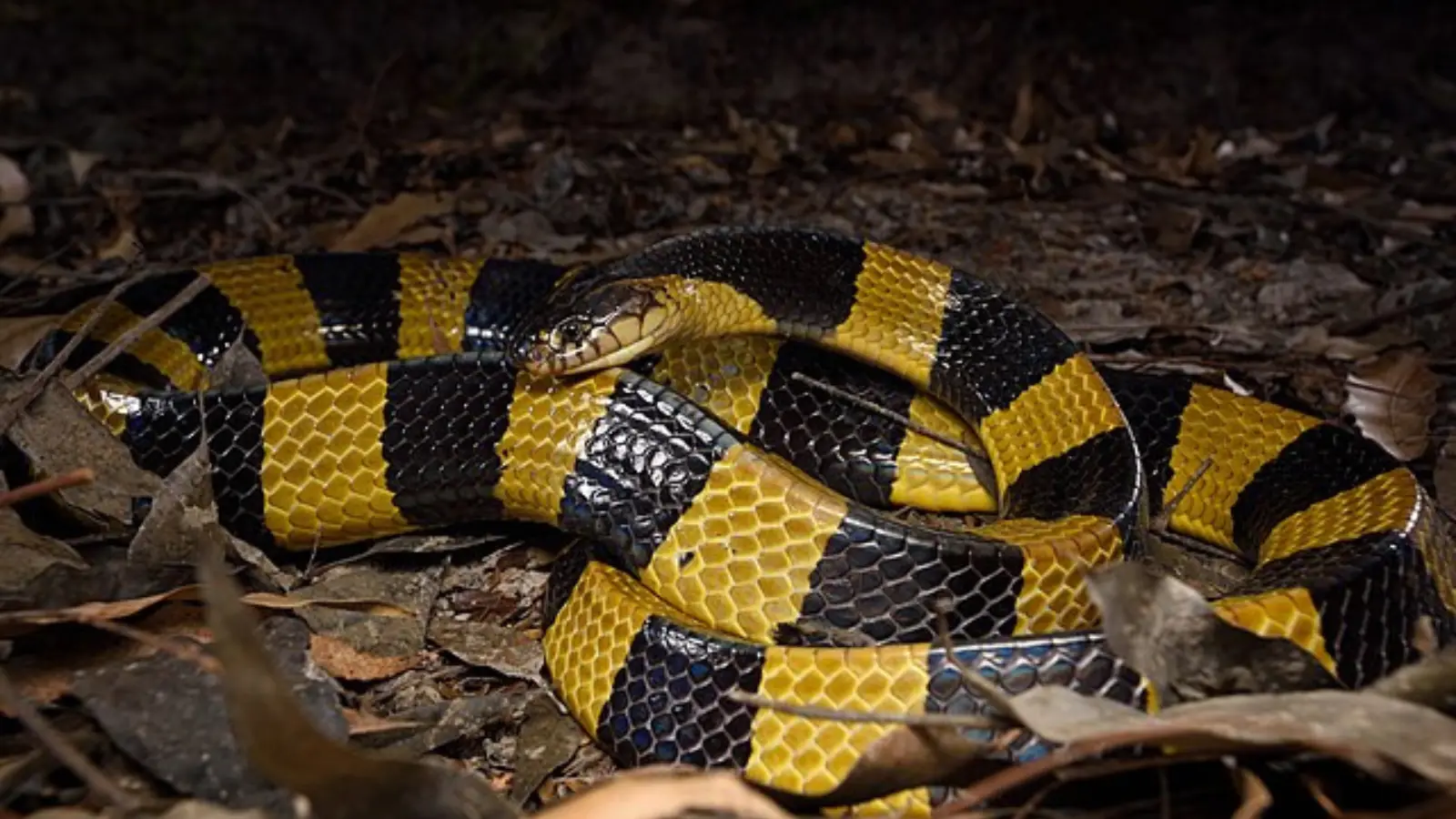 Banded krait