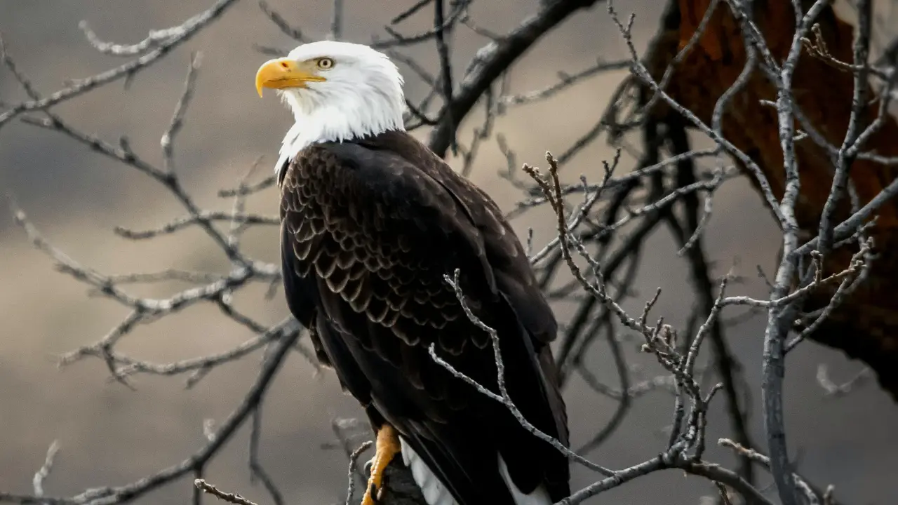 Bald Eagle