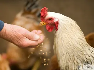 Less than three hours after being released, man jailed again for stealing ex-girlfriend's pet chicken