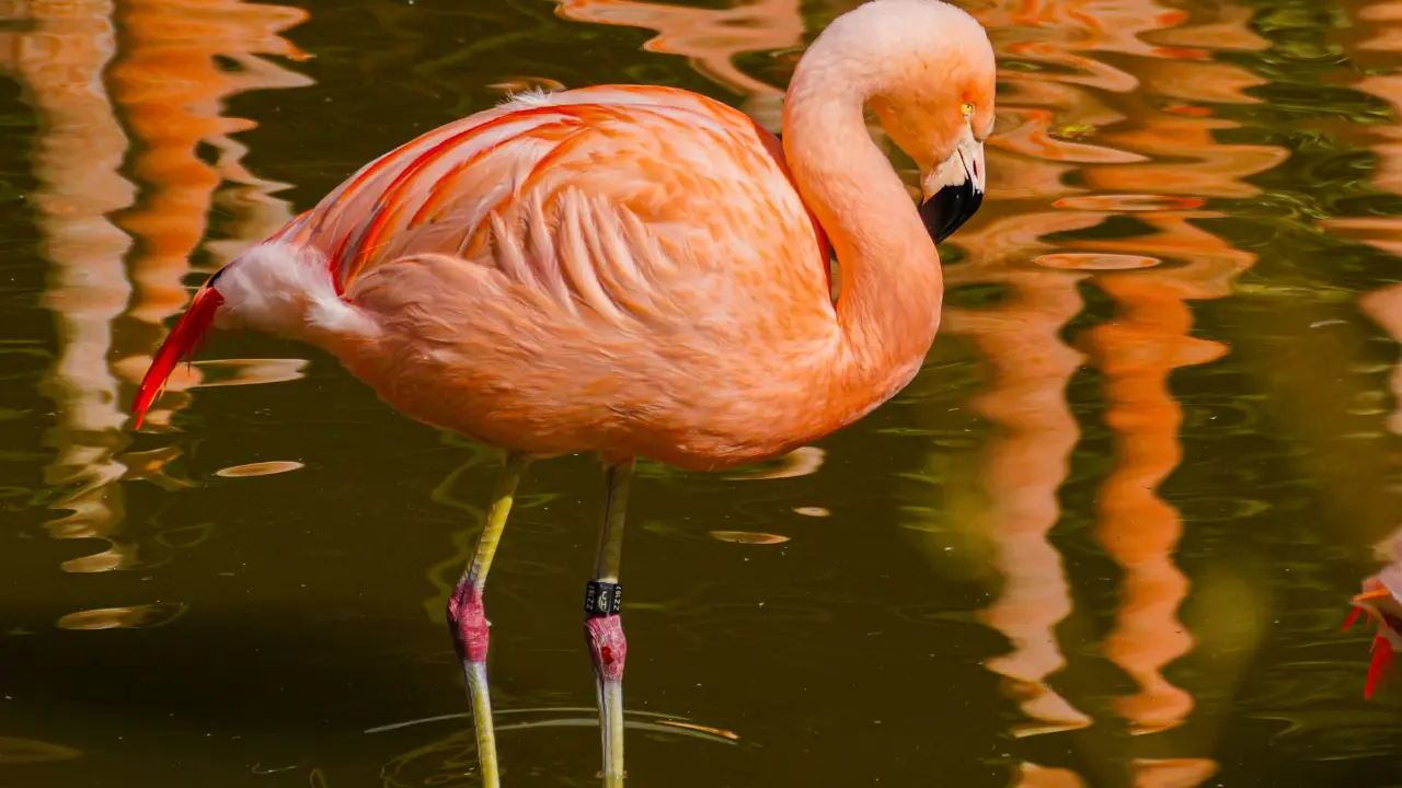 Chilean Flamingo