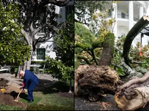Jackson Magnolia cut down: When a drunk man crashed a plane into the historic tree