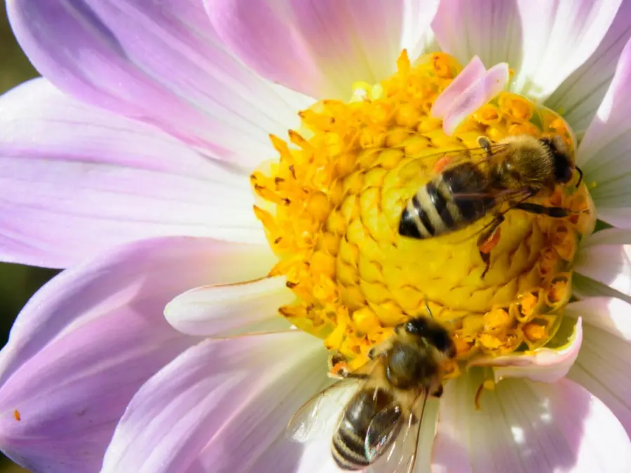 6 Animals With An Amazing Sense Of Direction