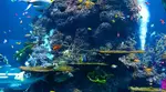 What Causes Animals to Walk in Circles? The Curious Truth