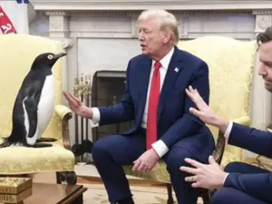 'No man set foot here since 2016': Not just penguins, Trump's tariffs also hit volcanoes on Australia's remotest region