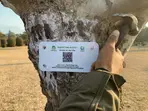 Authorities geo tagging Chinar trees in Kashmir Valley to conserve rich natural heritage