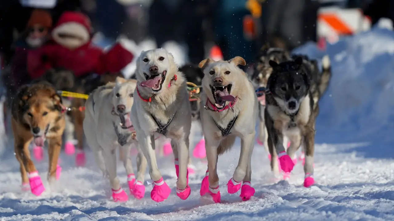 'Iditarod 2025': The famous dog race to become longer due to lack of snow! Check out all the details